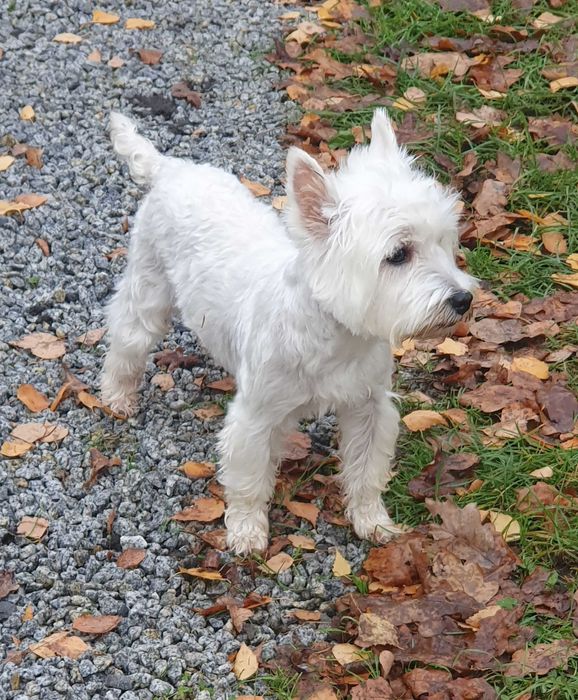 West Highland White Terrier - Śliczna suczka