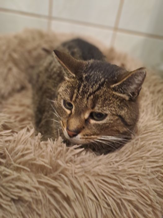 Kotek szuka fajnej chałupki