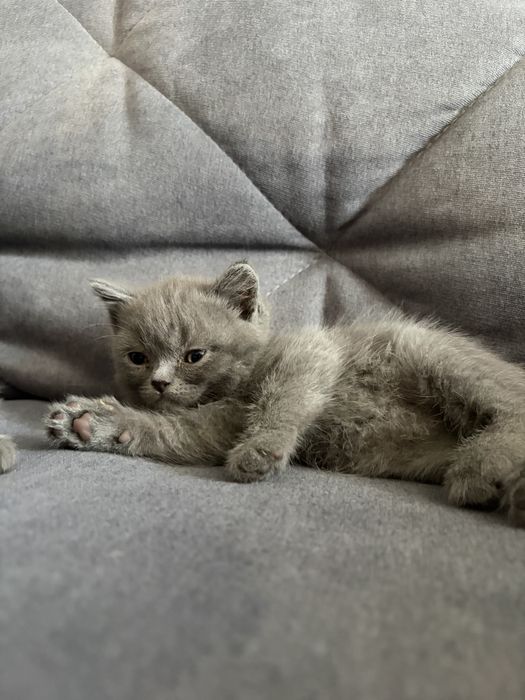Кошеня британець