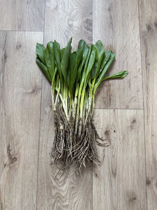 Czosnek niedzwiedzi 200 sadzonek