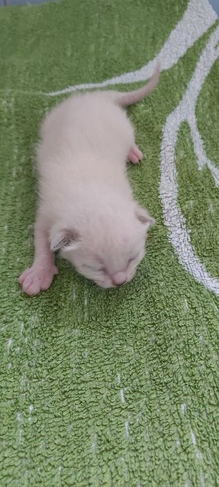 Бурманские котята  (бурма)