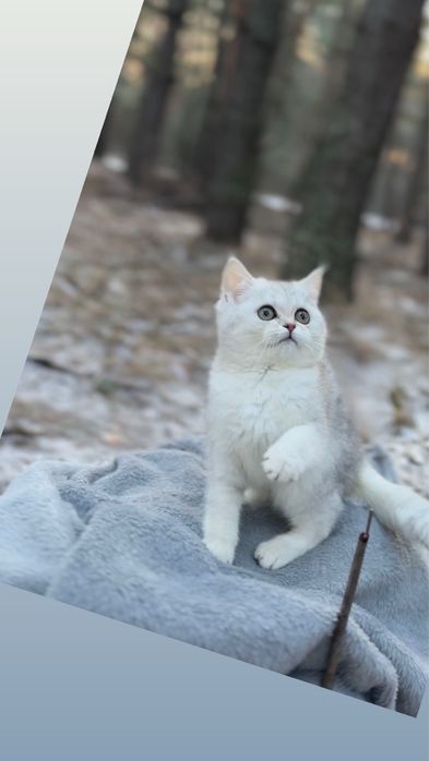 Киця дівчинка шотландська чистокровна породна прямовушка