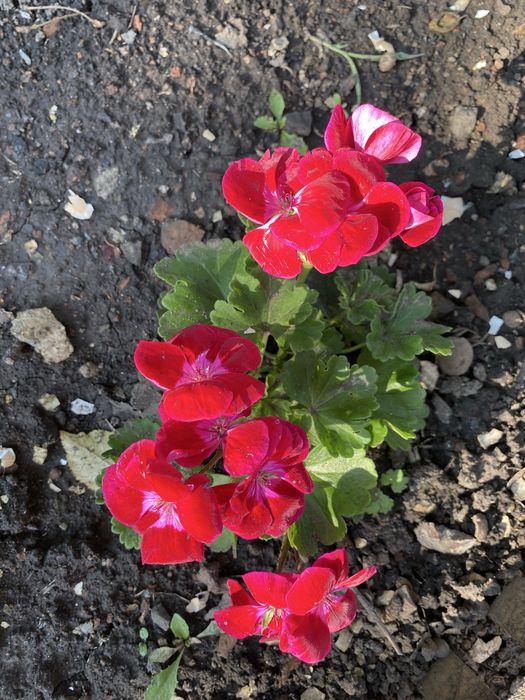 Пеларгонія  свіжий зріз