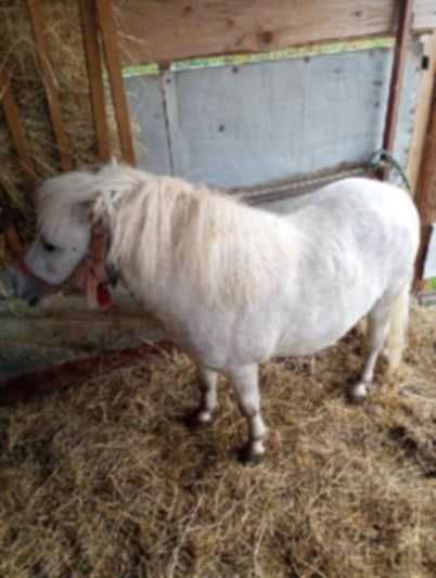 Sprzedam Kuca Ogierka