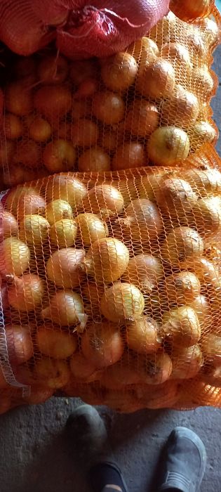 Cebula zdrowa do jedzenia