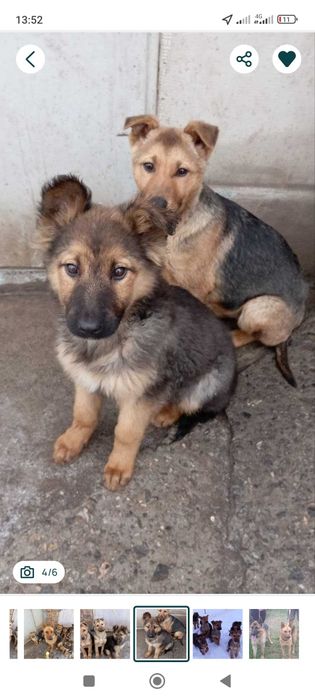 Продам щенков немецкой овчарки чистокровные