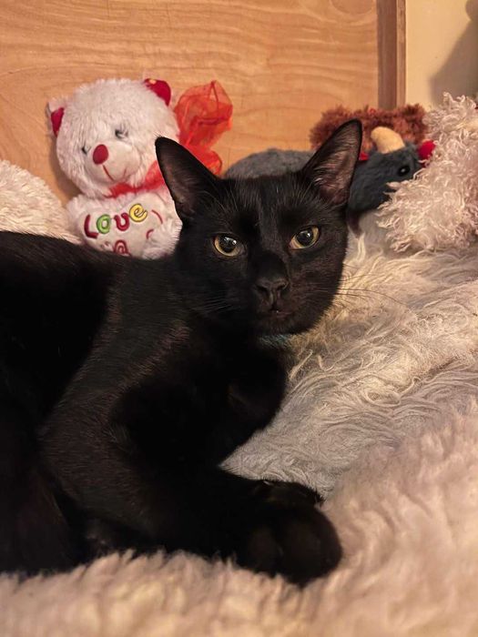 Bracia - Seneka i Sokrates