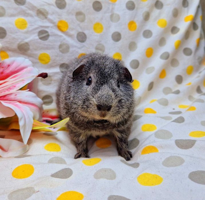 Морская свинка,морська свинка,морские свинки,морські свинки,Тедді,