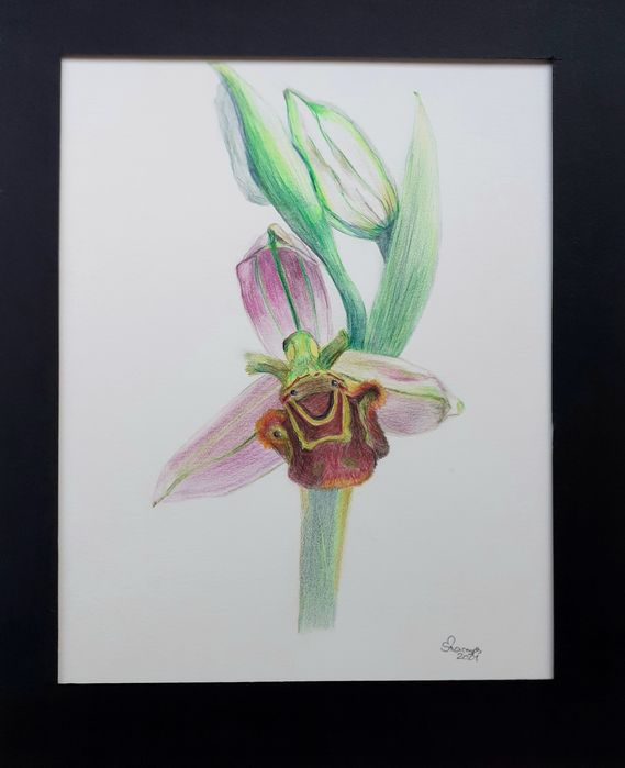 Pintura e Ilustração botânica em papel ou tela