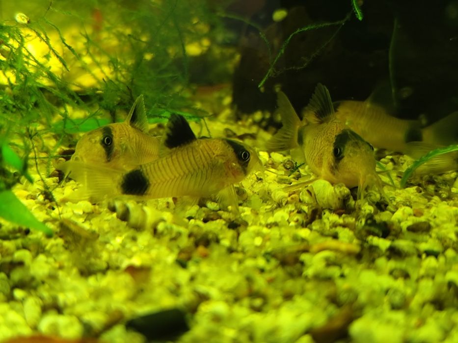 Kirys panda młode osobniki