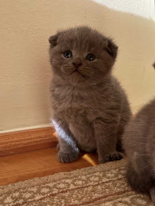 Шотландські висловухі кошенята