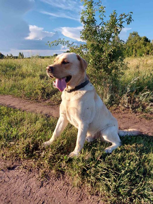 Чистокровный Лабрадор для вязки