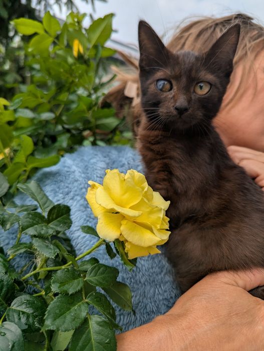 Кошеня Ронні шукає родину