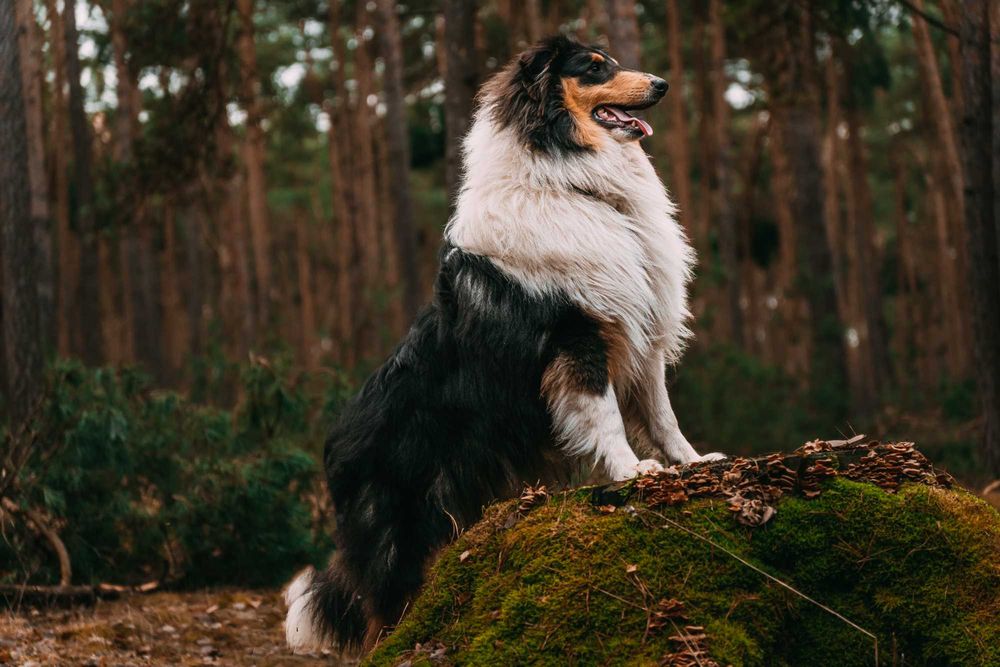 Dostępny śliczny piesek Owczarek Szkocki Długowłosy