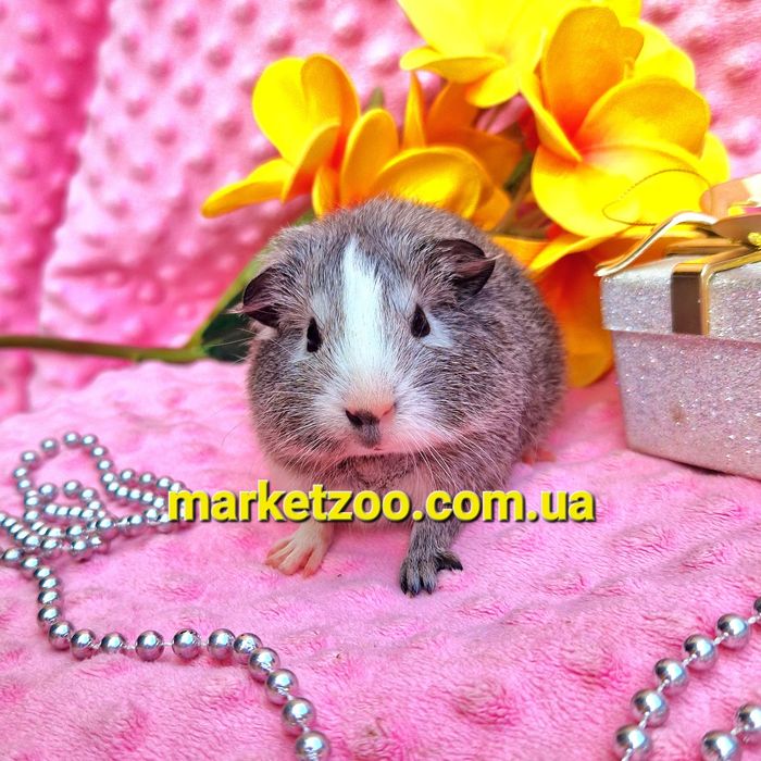 Морская морська свинка морские морськi свинки американская вислоухая