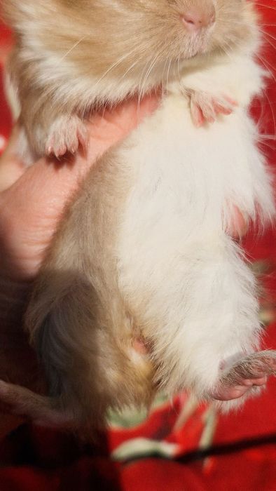 Морские свинки шелти шелті,морські свинки,морская свинка,морська свинк