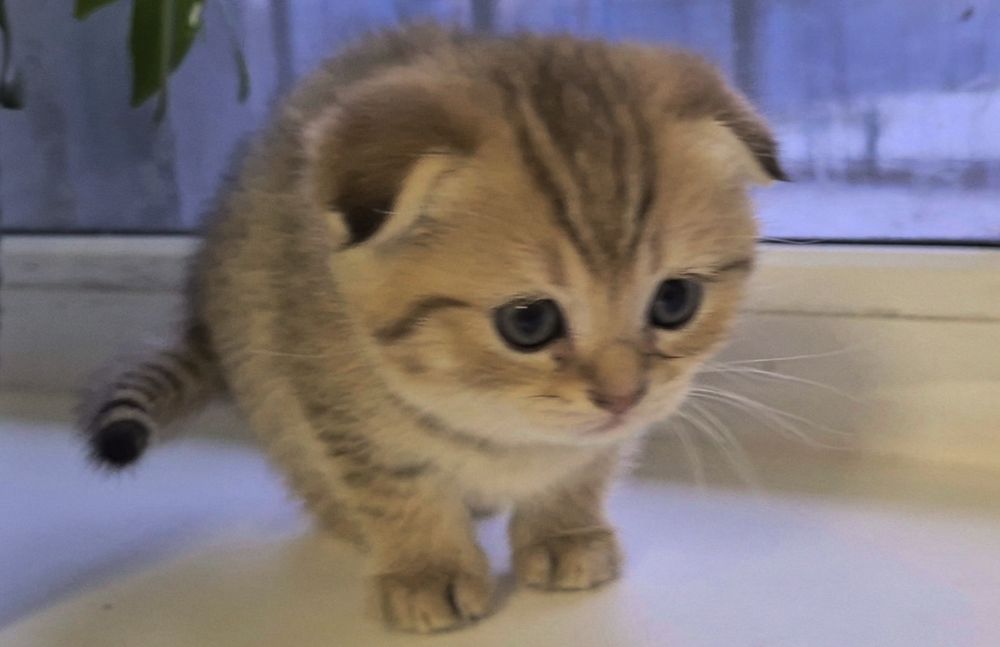 Прямоухие и вислоухие шотландские котята, девочки и мальчик