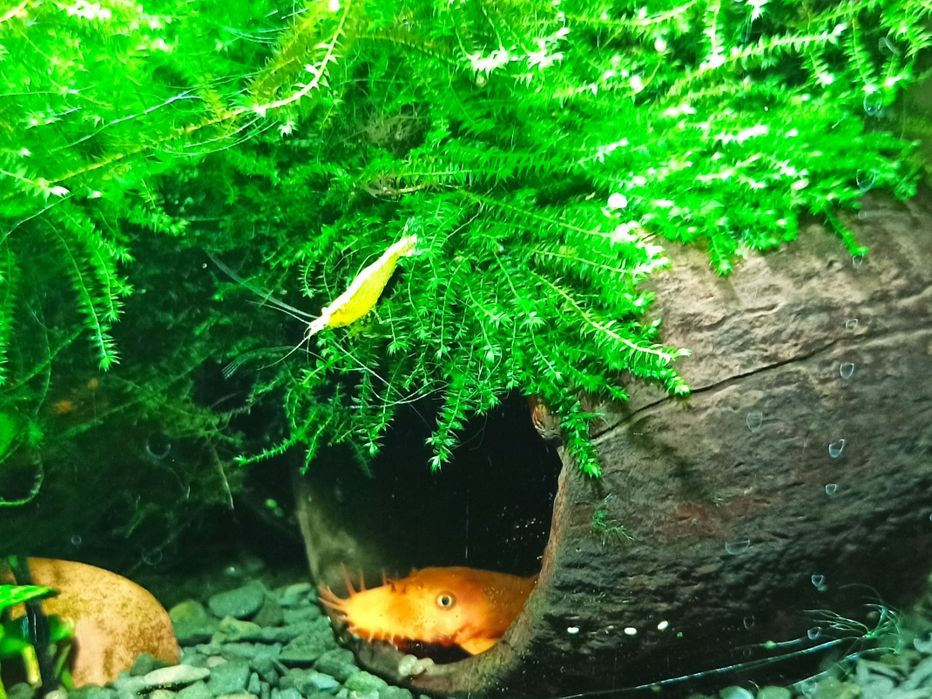 Домик укрытие нерестовик для рыбок креветок раков Кокос натуральный