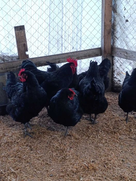 Інкубаційні яйця Джерсійського гіганта.