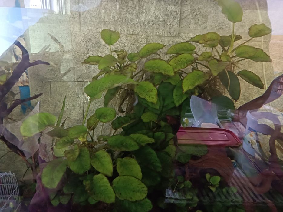 Filtros para aquário FX 6