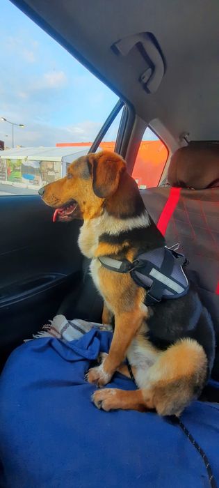 Cão raçado pastor alemão para Adoção