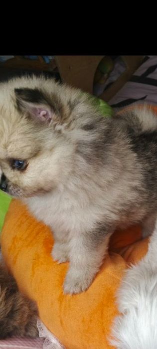 Дівчинка Померанский шпіц, девочка Померанский шпиц, ведмедик з блакитними очима