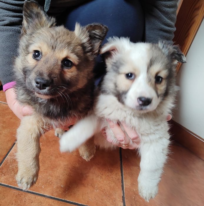 2 pieski szukają domu