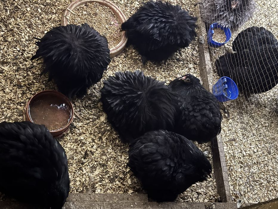 Karzełek kochin para