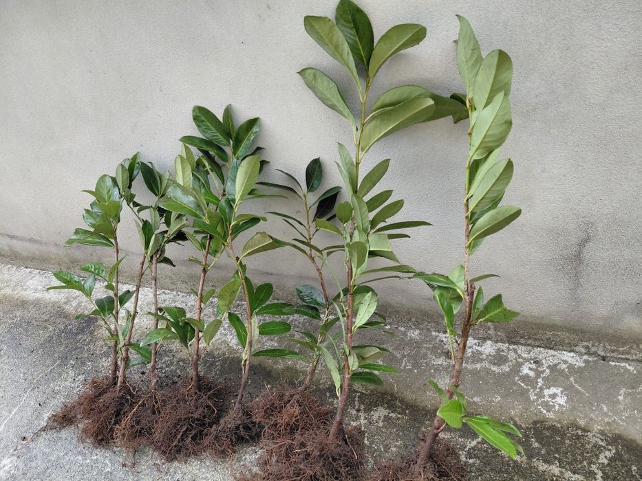 Lauros  para sebes bom preço