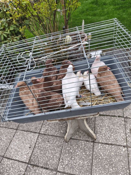 SPRZEDAM gołębie pocztowe i mulemansy