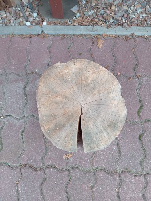 Pieńki,plastry.,dębowe - sezonowane