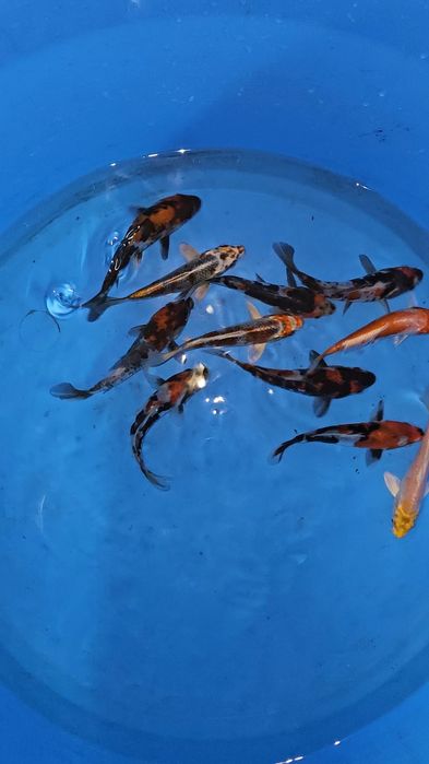 Carpas Koi - origem japonesa 17-20cm