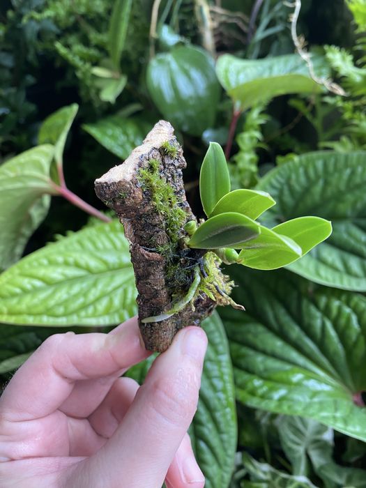 Мініатюрна орхідея Sophronitis wittigiana syn rosea