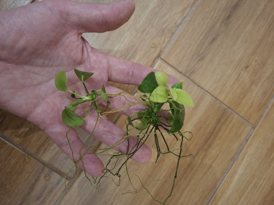 Anubias barterii 12 szt.