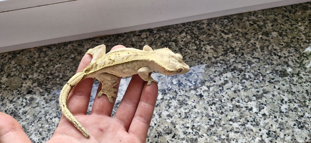 Gekony orzęsione (samice,samce)