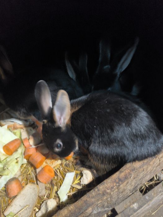 Sprzedam samice i samce