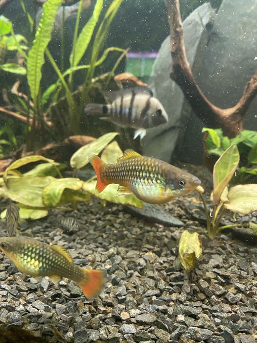 Zmienniak wielobarwny Variatus Multicolor- Platka Łódź Polesie • OLX.pl