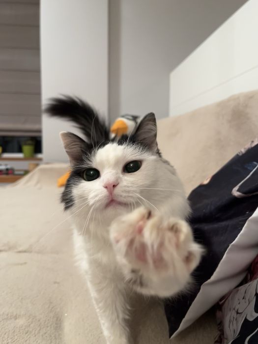 opieka nad zwierzętami/spacery - Warszawa