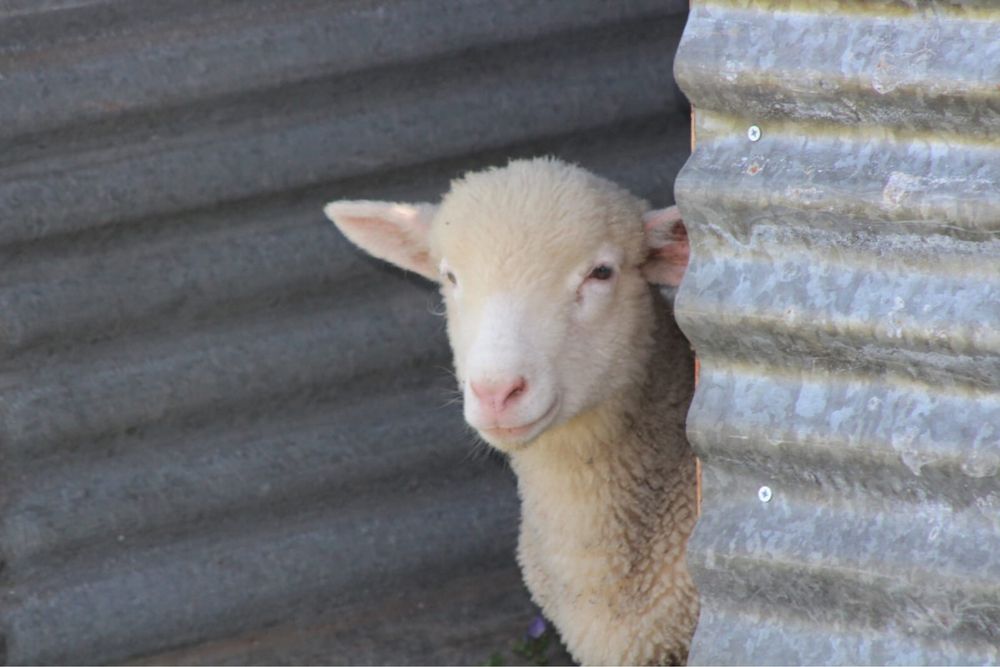 Borrego cruzado de ile de france