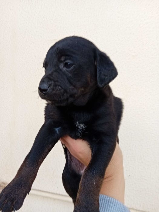 Dá-se 3 cadelinhas bebes urgente