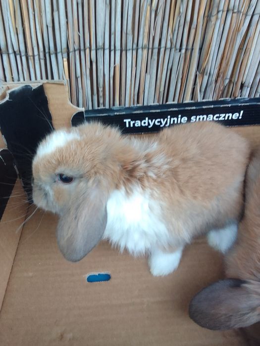 Królik baranek miniaturka
