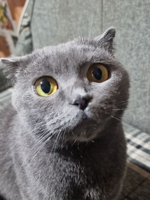 Котята шотландской вислоухой