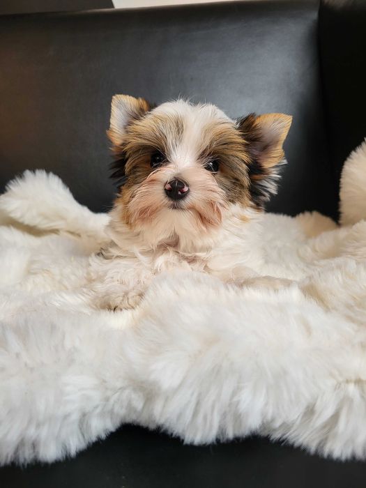 Yorkshire Terrier