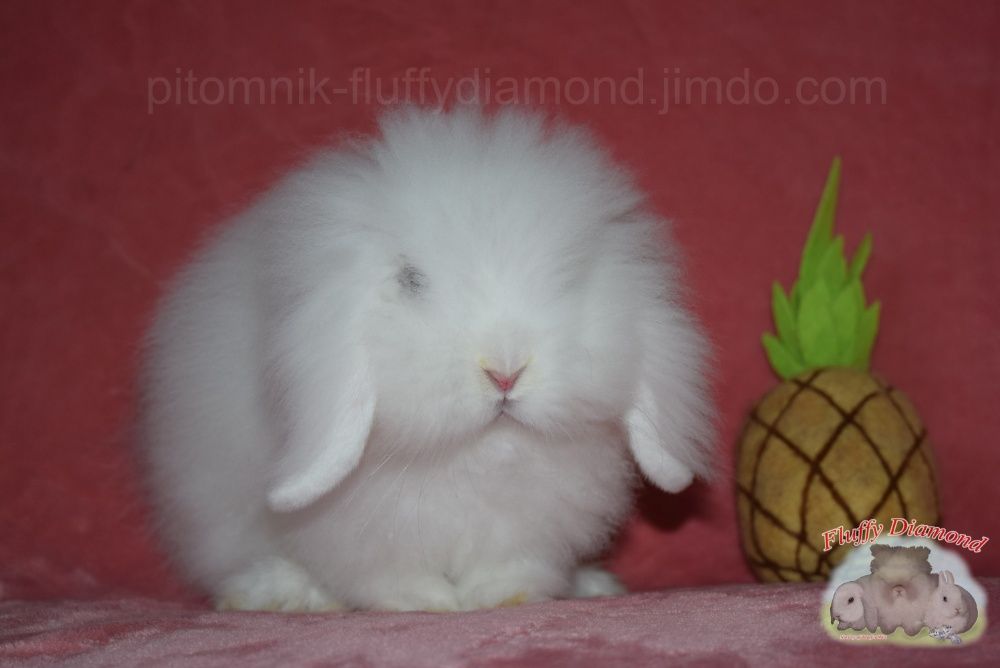 Невероятные кролики из питомника Fluffy Diamond. Разных пород на выбор