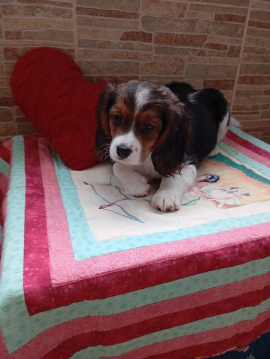 Щенки Бигли продажа