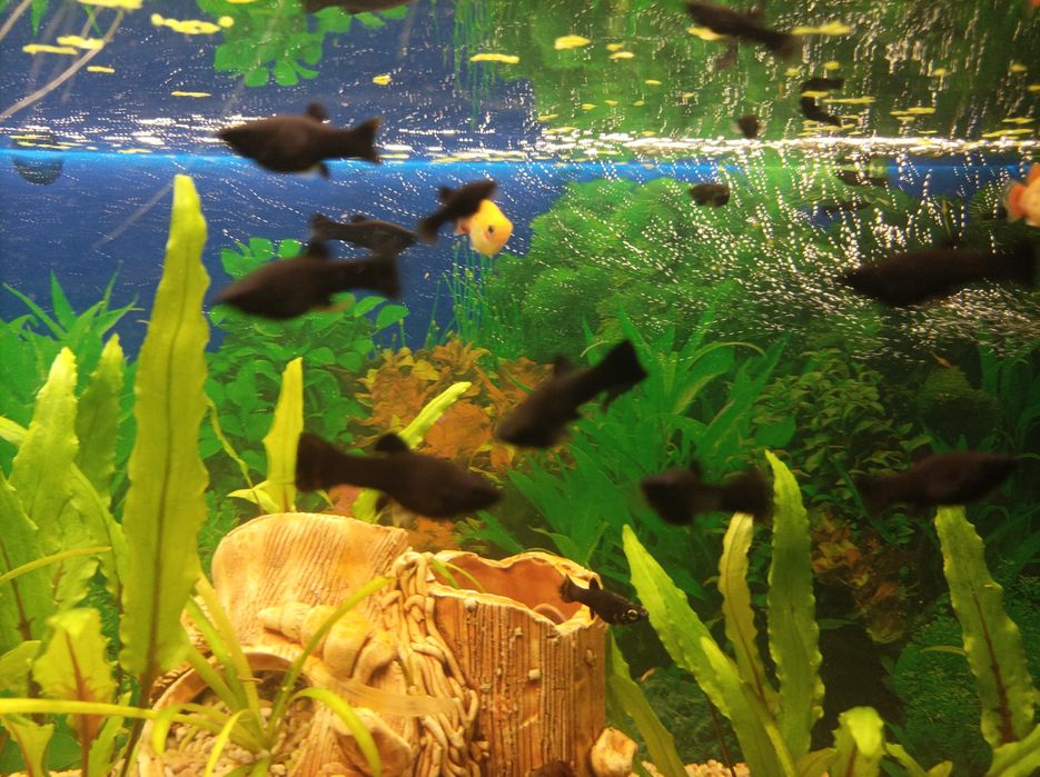 Аквариумные рыбки