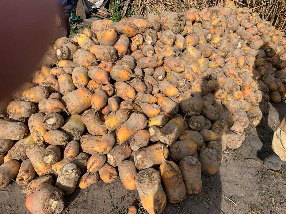 продаю буряк кормовий