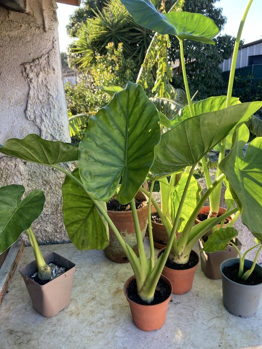 Plantas Alocasias