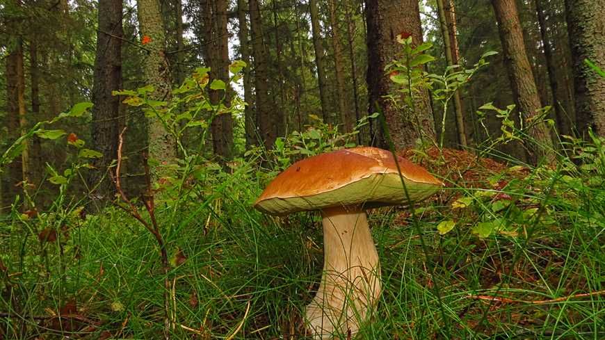 Grzyby  suszone - prawdziwek / borowik.