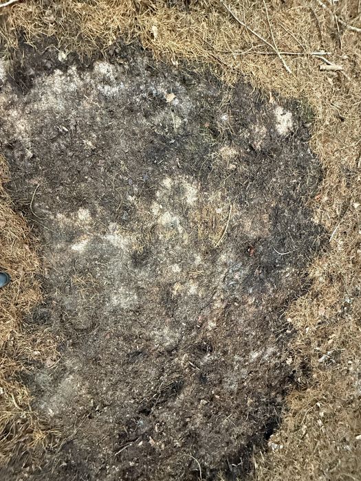 Продам грунт для лохини